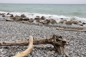 Teibholz am Ostseestrand von R&uuml;gen