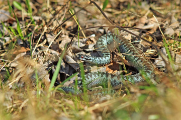 Гадюка в траве