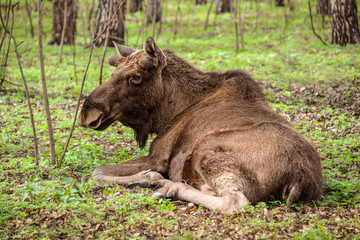 European moose