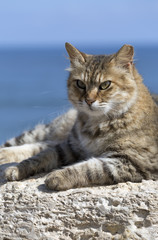 Obraz premium Portrait of a gray cat