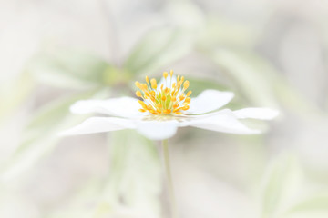 Very bright white flower with yellow petals