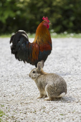 rooster and rabbit in the farm