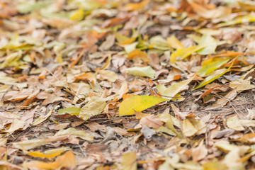 Fallen leaves on the ground