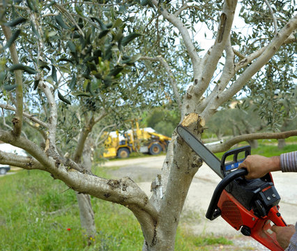 Pruning olive tree of apulia. 