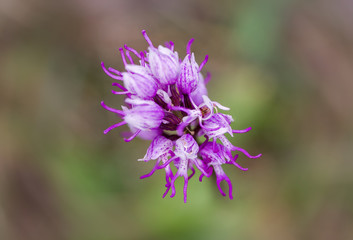 Wild Orchis Italica