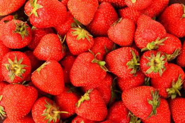 sweet ripe strawberries