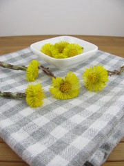 Frisch gepflückte Huflattichblüten