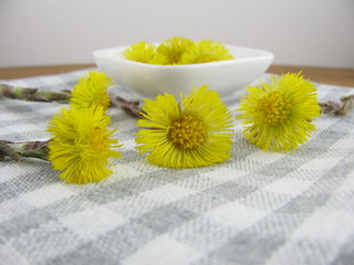 Frisch gepflückte Huflattichblüten