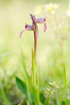 Orchid Serapias lingua