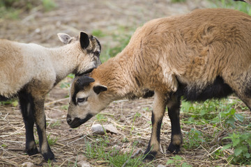 Fototapeta premium sheep in the farm