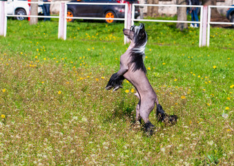 Chinese crested dog upright on the grass of the park.