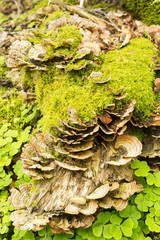 Hongo Trametes versicolor