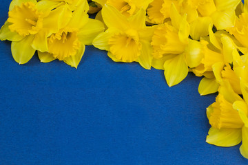 Frame of narcissus flowers on blue background