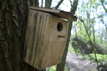 Wooden bird nesting-box on a tree stem