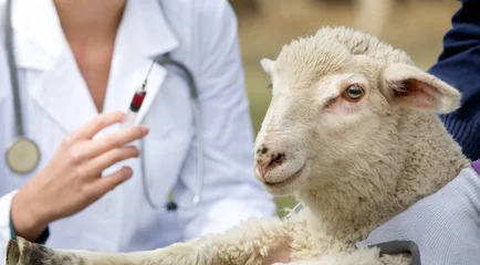Papier Peint photo autocollant Moutons Vaccination de l& 39 agneau