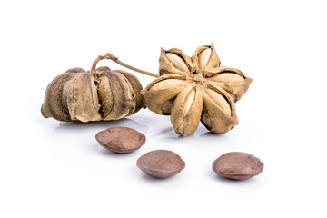 Image of sacha inchi peanut seed
