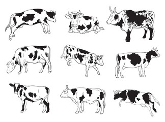 vector icons of cows