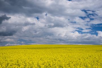 Obraz premium Landschaft mit Rapsfeld