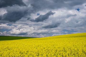Obraz premium Landschaft mit Rapsfeld