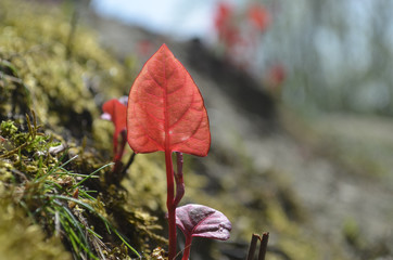 Young red rolled leaves of Japanese knotweed