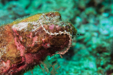 Underwater photography of a white chain nudibranch