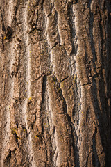 Textured tree bark