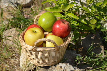 Corbeille de pommes