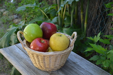 Corbeille de pommes