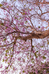 Lagerstroemia tree and purple flower on sky background