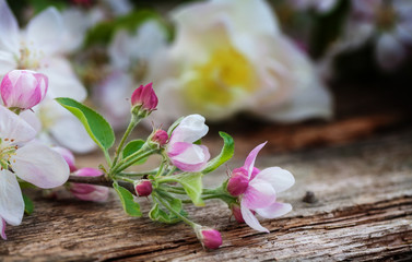 Apfelblüten und Tulpe auf Holz