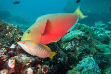 Underwater photography of two fishes, including a parrot fish, swimming in ocean