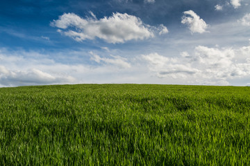 Fototapeta premium green field