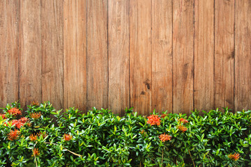 Fresh spring green grass against wood wall background