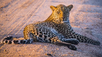 Rolgordijnen South African Leopard © TUX