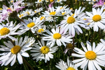 Daisies