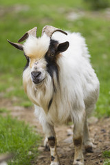 Naklejka na ściany i meble goat in the farm