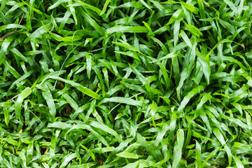 close-up freshness grass field.