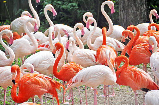 Pink flamingos in Riga zoological garden