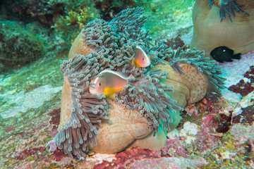 Fishes in a sea anemone in ocean