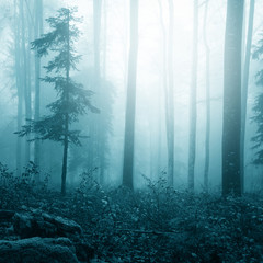 Fantasy blue color foggy bright forest © robsonphoto