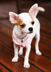 Chihuahua dog