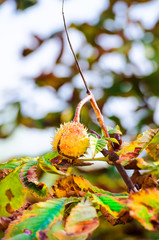 Frucht bzw. Samen der Gewöhnlichen Rosskastanie