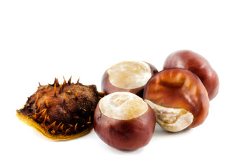 Frucht bzw. Samen der Gewöhnlichen Rosskastanie