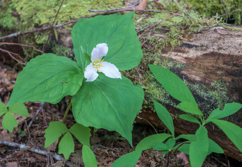 White Flower Closeup