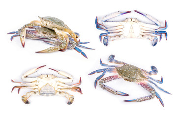 Blue crab