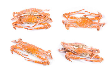 Red crab
