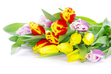 Obraz premium tulips