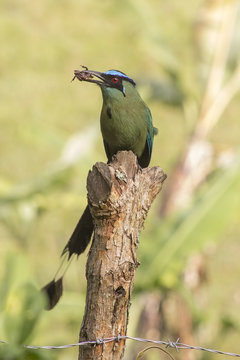 barranquero