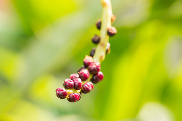 seed of Malabar Nightshade , Ceylon Spinach , one of vegetable i