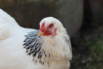 White Dutch Chicken head